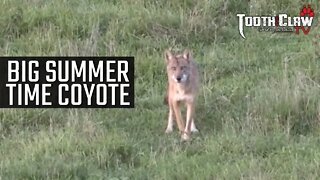 BIG Summer Time Coyote - Coyote Hunting