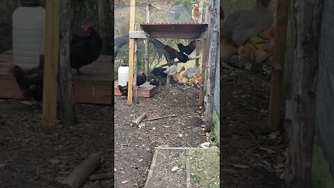 Snack And Nap #chickens #chickenshorts #chickenlife #happyhens