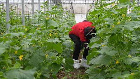 Volunteers come to aid of labour-starved farmers in Israel