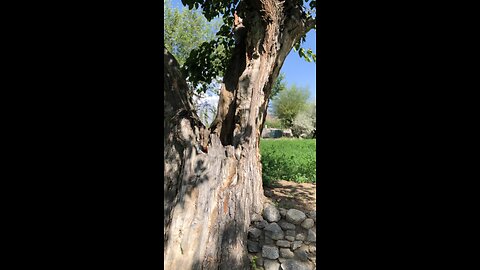 "The Ancient 100-Year-Old Toot Tree: A Glimpse into History in Gahkuch Bala, Ghizer Gilgit Baltistan