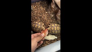 Tortoises