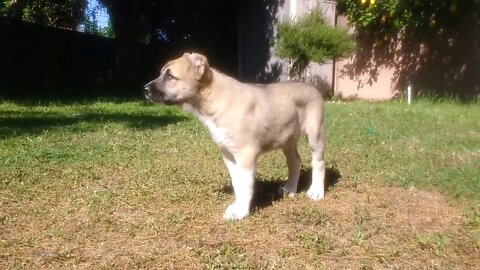 Caucasian Shepherd - Ovcharka 10 weeks old