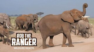 Amboseli Elephants Crossing The Road | Zebra Plains Safari