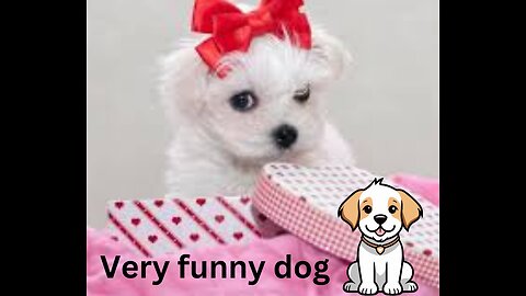 Unleash the Laughter with Hilarious Dog Videos and Memes