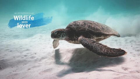 4K Video of Animals Underwater, Marine Life and Aquatic Animals. Scenery & Relaxing Music