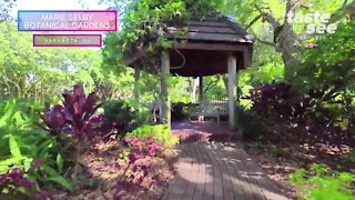 Drone Tour at Marie Selby Botanical Gardens in Sarasota | Taste and See Tampa Bay