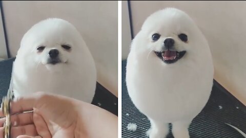 Cute puppy having a egg shape haircut | Dog haircut | cute dog