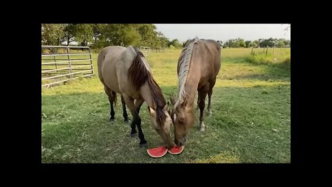 Horses Enjoying Some Cold Watermelon On A Hot Texas Day