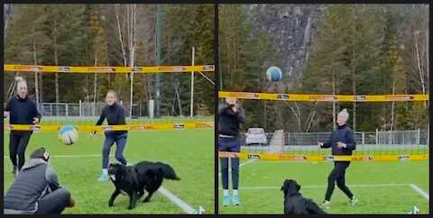 National Interests Volleyball Dog Friend.