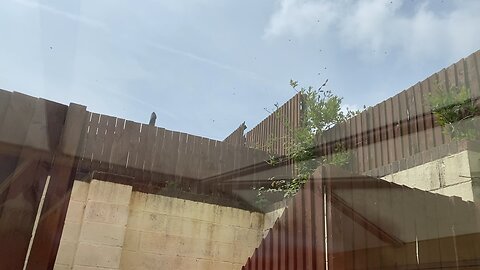Thousands of angry wasps swarm in my garden