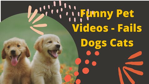 Funny Pet Videos - Fails Dogs Cats