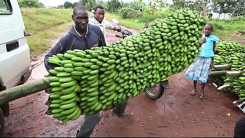 How Bananas are Harvested | Growing & Farming Bananas