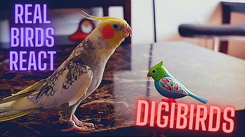 Real birds reaction to Digi birds 🦜🐦