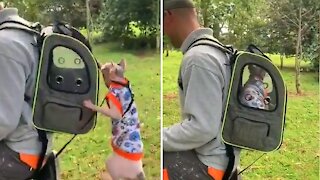 Explorer Cat Jumps Into Travel Backpack