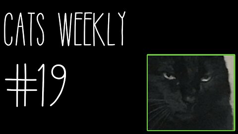 Cats Weekly (#19) – The Void Has Eyes