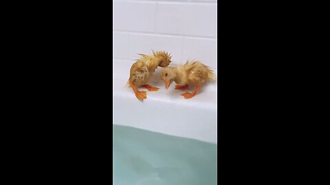 Ducks are having their first bath