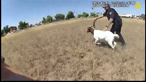 Arizona Cops Involved In A Wild Chase ... With Goats