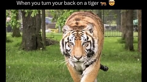 POV: you stopped looking at the tiger 🐅🥵🥵🥵