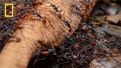 National Geographic - Army Ants - BBC Wildlife Documentary
