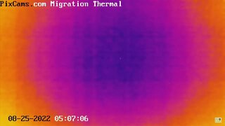 Night migrating birds caught on thermal camera - 8/25/2022 @ 5:06