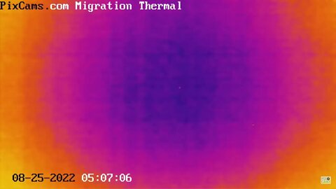 Night migrating birds caught on thermal camera - 8/25/2022 @ 5:06