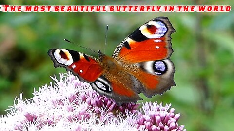 The most beautiful butterfly in the world