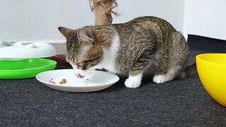 Lets Feed the Hungry Little Cat