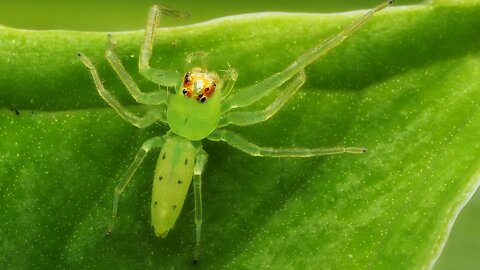 Amazing green spider, unbelievable animal#short