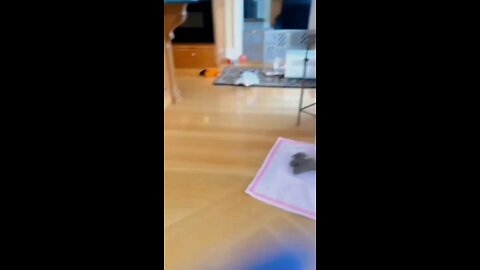 Cute Animals Funny Video 😂😂