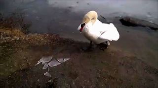 Why You Should Never Mess With A Swan