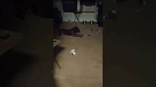 Our Doggie Playing and Barking With His Toys