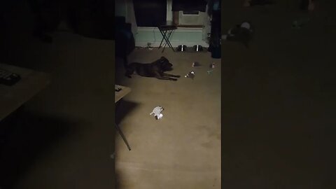 Our Doggie Playing and Barking With His Toys