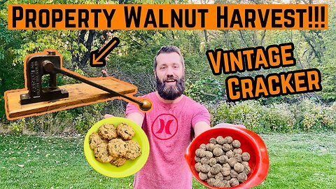 Harvesting WALNUTS From START To FINISH!!! (We made fresh cookies)