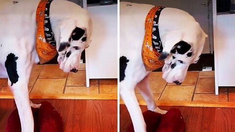 Great Dane thinks he can fit in tiny doggy bed