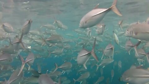 Shoal of jack fish in tulemben in Bali, Indonesia7