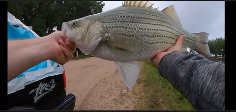 Wipers, Chanel Cats & 18lb 7oz Flathead at the Inlet - 8/8/2024