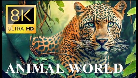 Animal world 8k ultra HD video - amazing wildlife photography