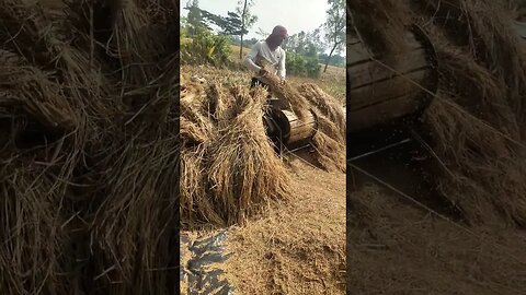 দাদাভাই ধান ঝাড়ছে 🤗🤗 #msvillagelifestyle #shortsvideo #viralvideos