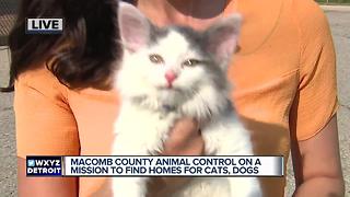 Macomb County Animal Control on a mission to find homes for cats and dogs