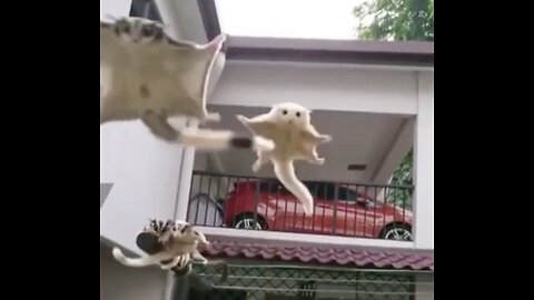 Funny Sugar Gliders