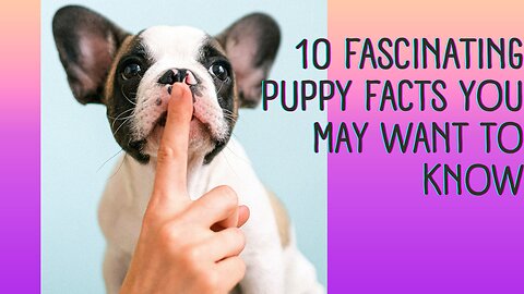 10 fascinating puppy facts number 1