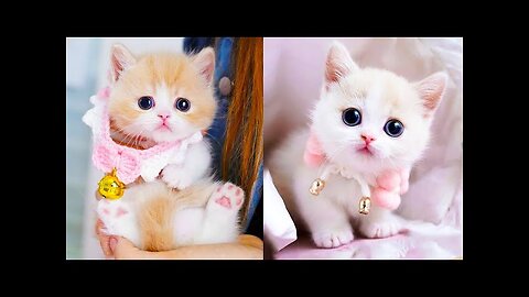 Baby Cats Cute and Funny Cat Videos Compilation #60 | Animal Video