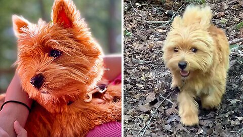 Adventurous Pups Love Exploring The Forest