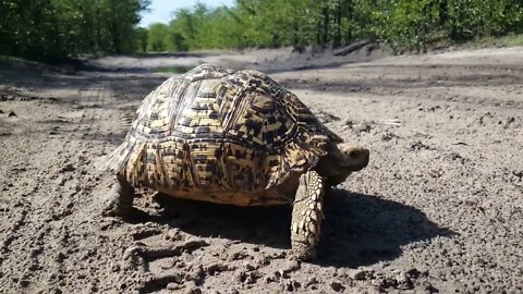 Leopard tortoise on a road in Moremi Game Reserve, Botswana