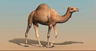 Camel Day (Zoo Tycoon)