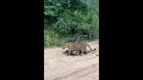 Leopard Drags Massive Carcass In Epic Display