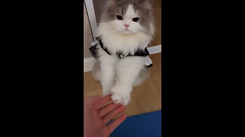 Your cat will also hold your hand