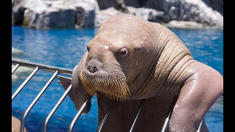 Walruses - Documentary