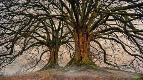 The Land of the Desolate Trees Light Rain Sounds - Piano Instrumental