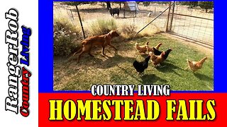 Regrets and Lessons Learned: Escaped Mice & Chickens Homestead Fails Unveiled